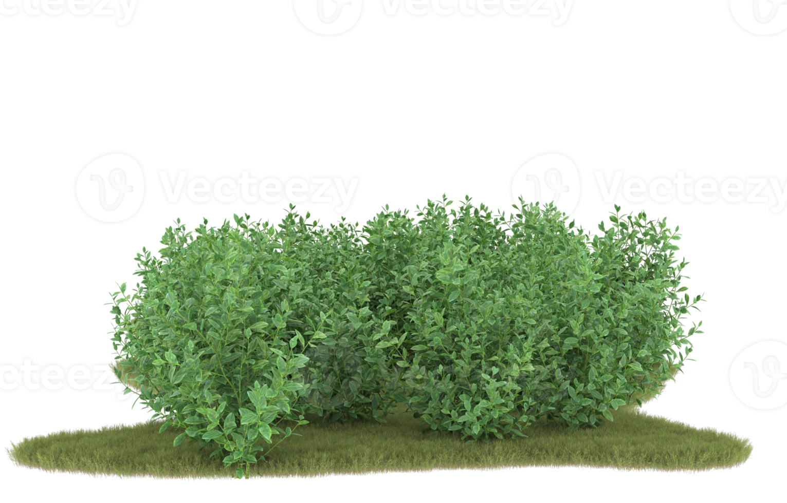 Realistic foliage isolated on transparent background. 3d rendering - illustration png