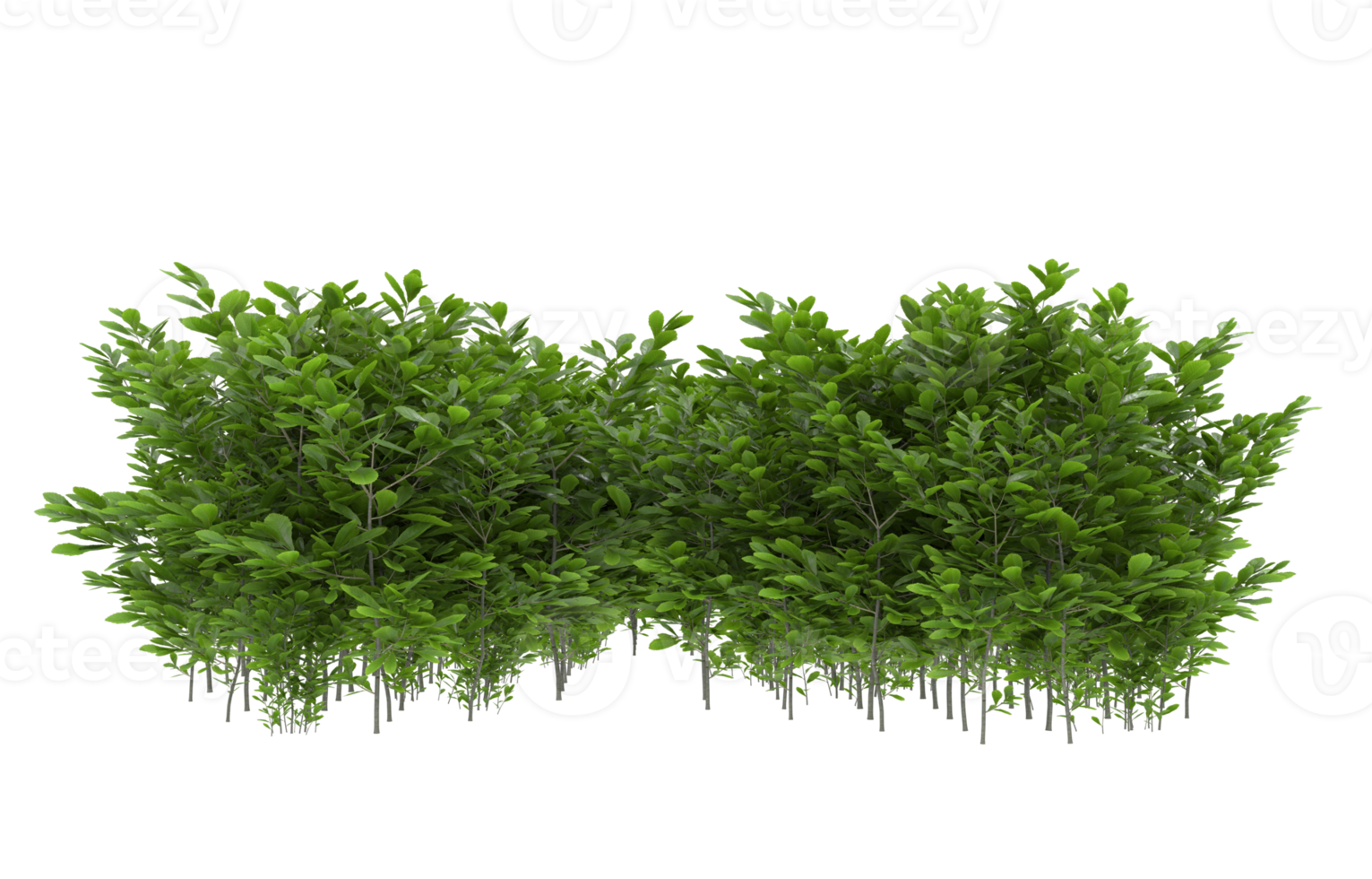 Realistic foliage isolated on transparent background. 3d rendering - illustration png
