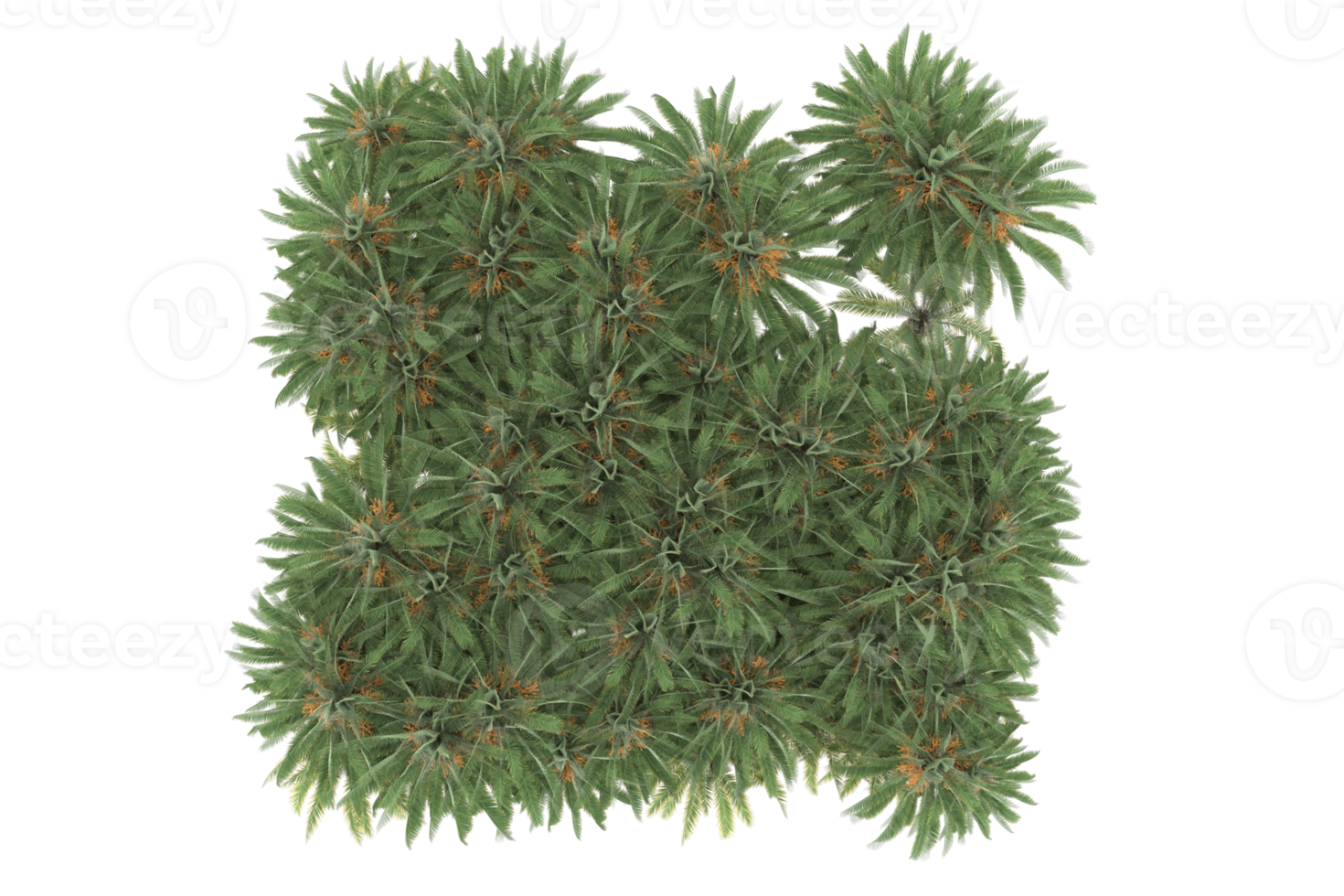 Palm trees isolated on transparent background. 3d rendering - illustration png
