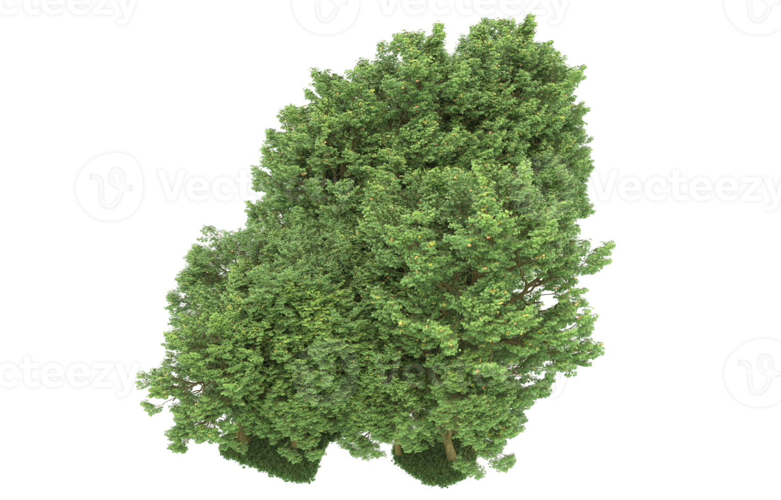 Realistic forest isolated on transparent background. 3d rendering - illustration png