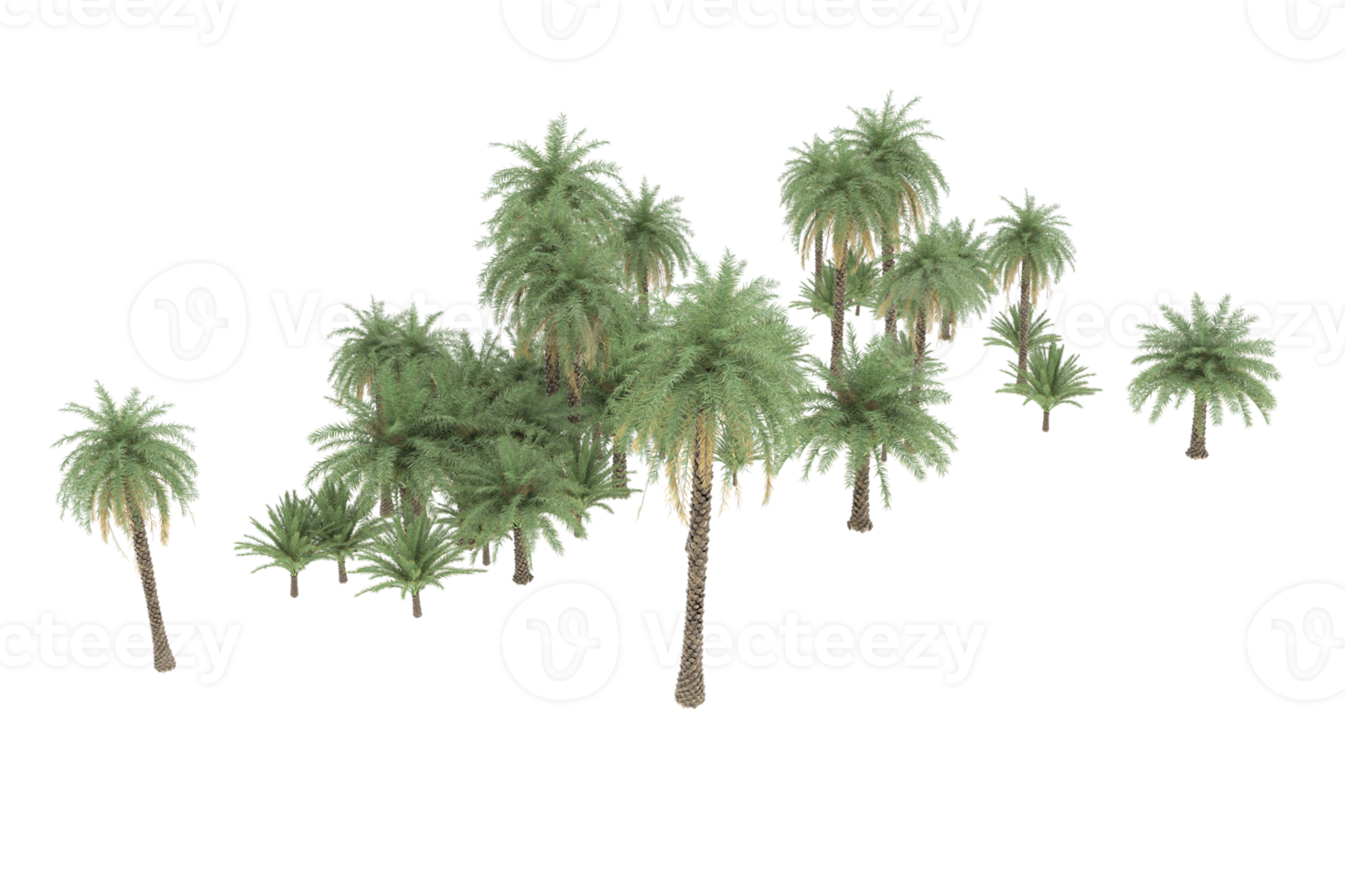 Palm trees isolated on transparent background. 3d rendering - illustration png