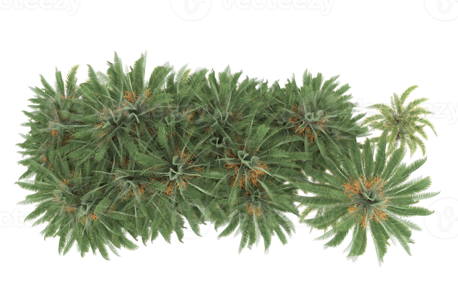 Palm trees isolated on transparent background. 3d rendering - illustration png