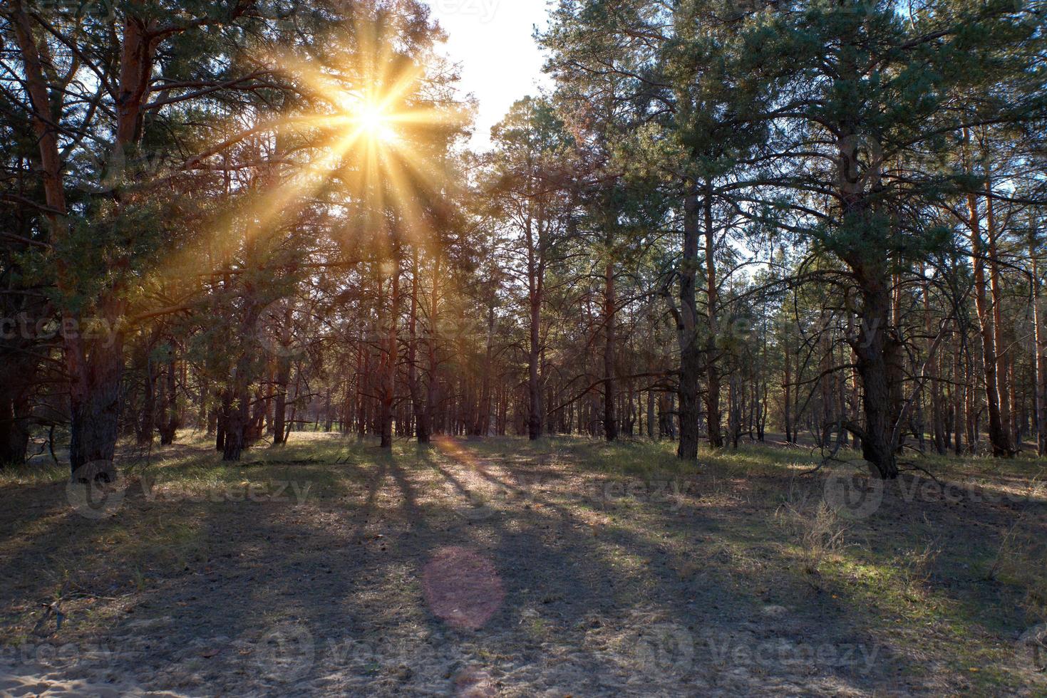 bosque de pinos al sol, verano foto