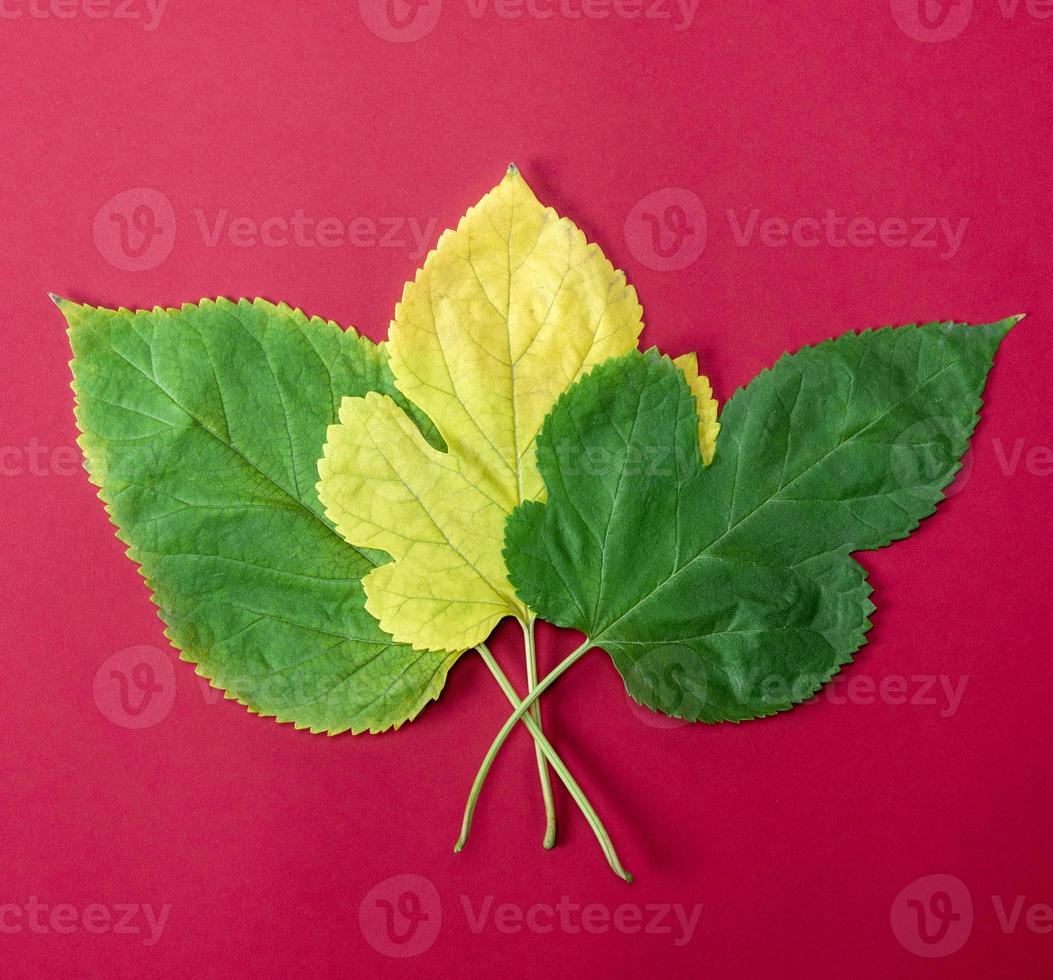 three green and yellow leaves of a mulberry photo