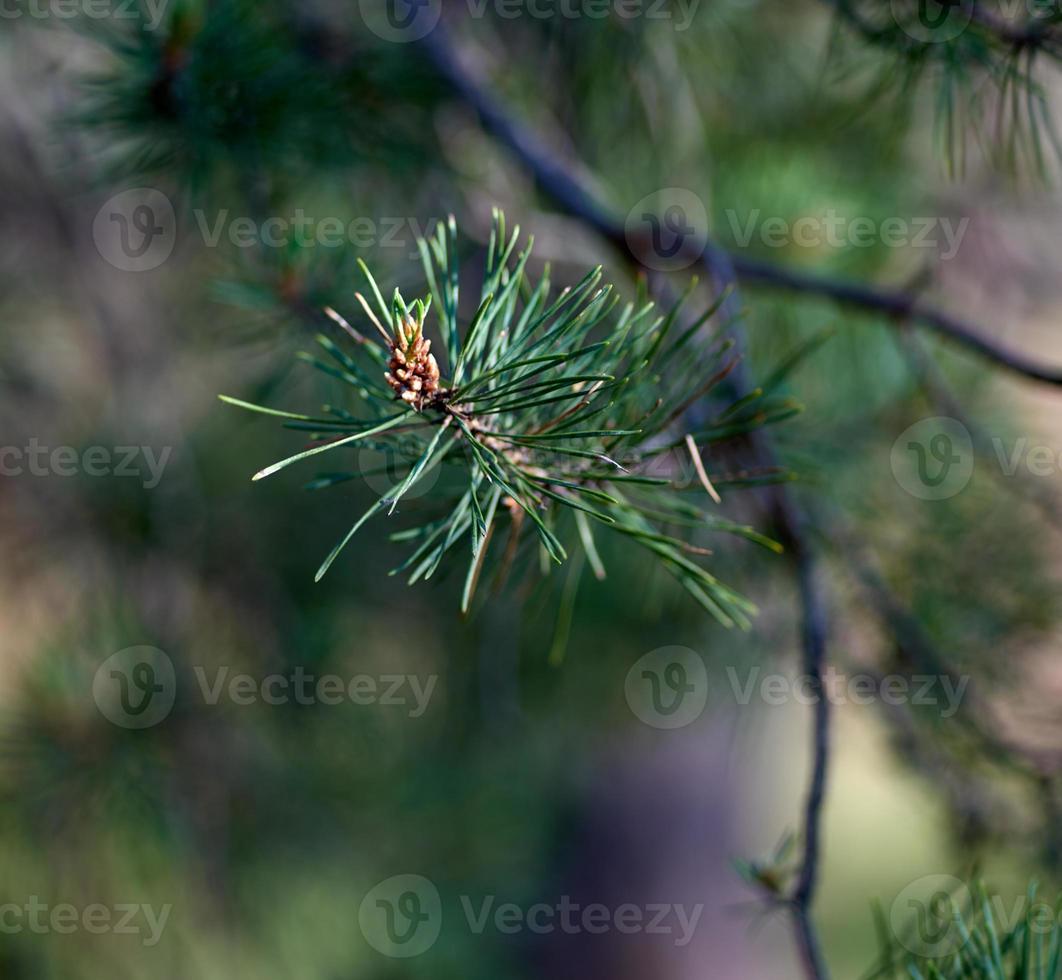 green pine tree branch, selective focus photo