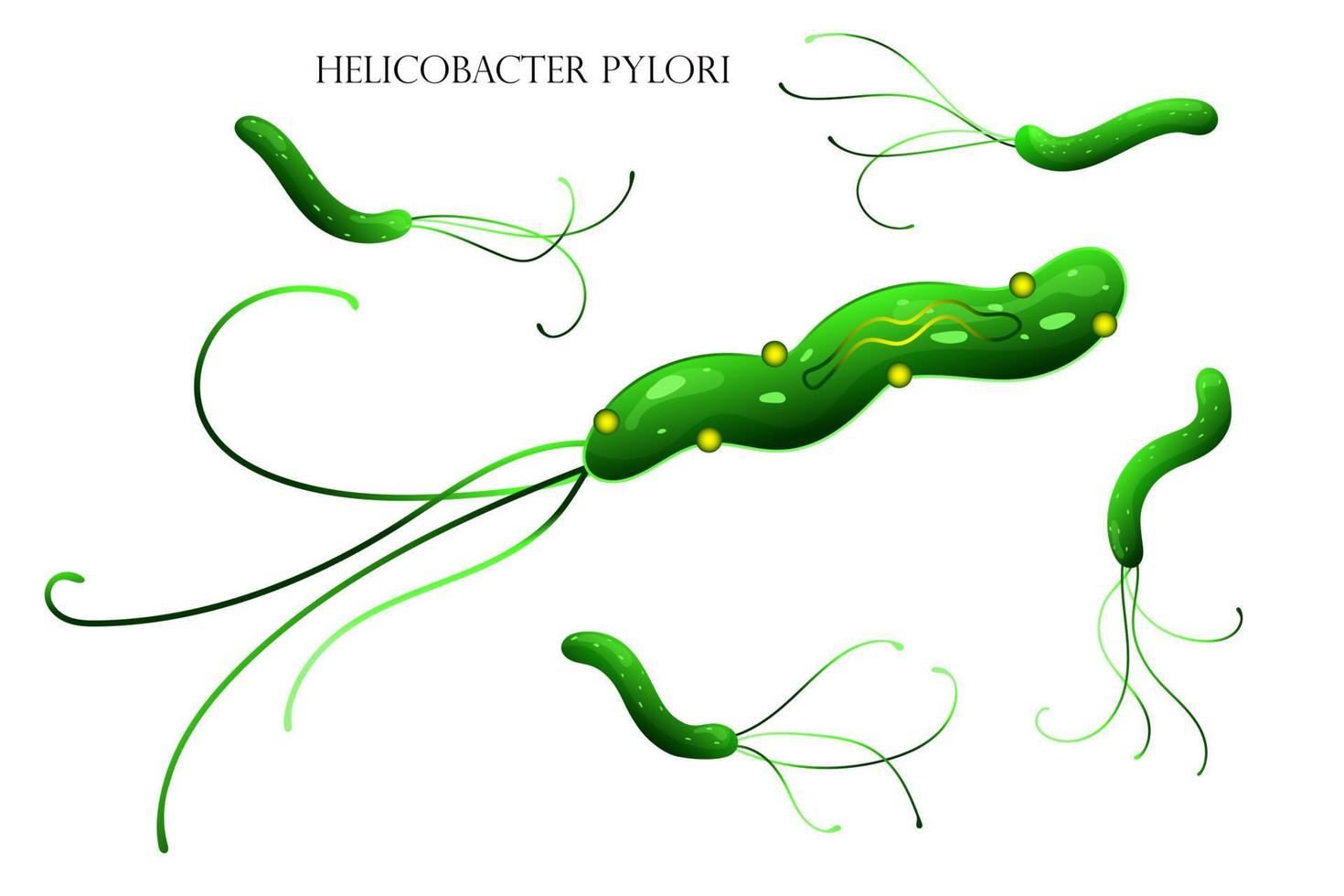 ilustración de la estructura de la célula bacteriana helicobacter pylori vector