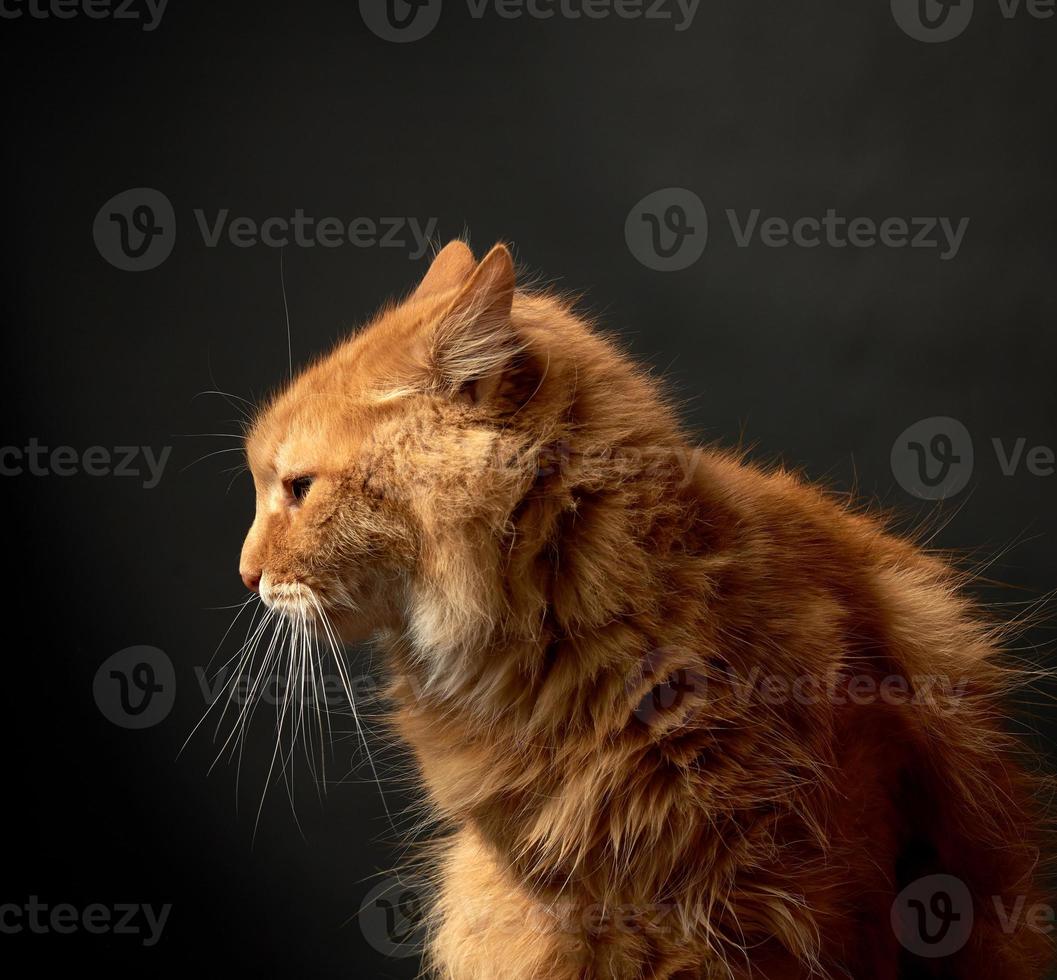 retrato de un gato adulto pelirrojo con un gran bigote foto