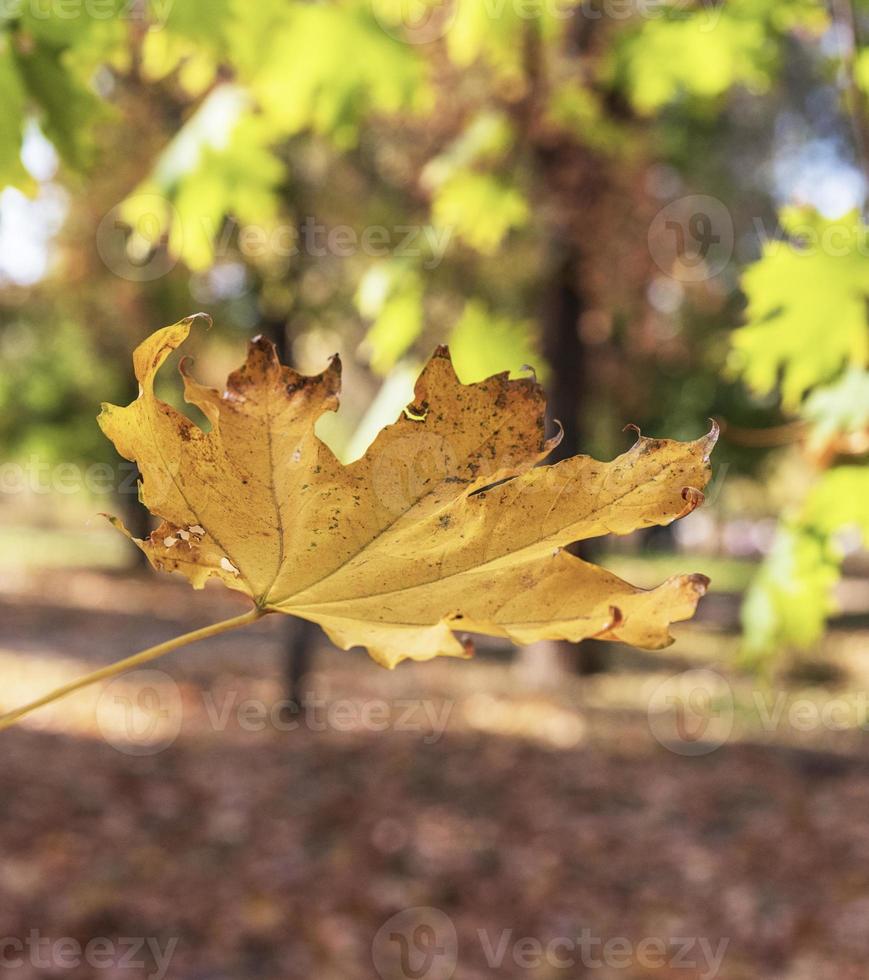 autumn abstract background with yellow maple leaf photo