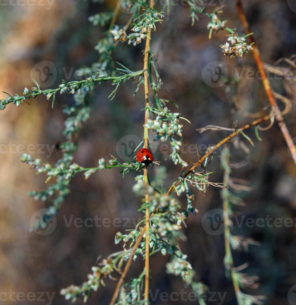 mariquita roja en una rama verde de ajenjo foto