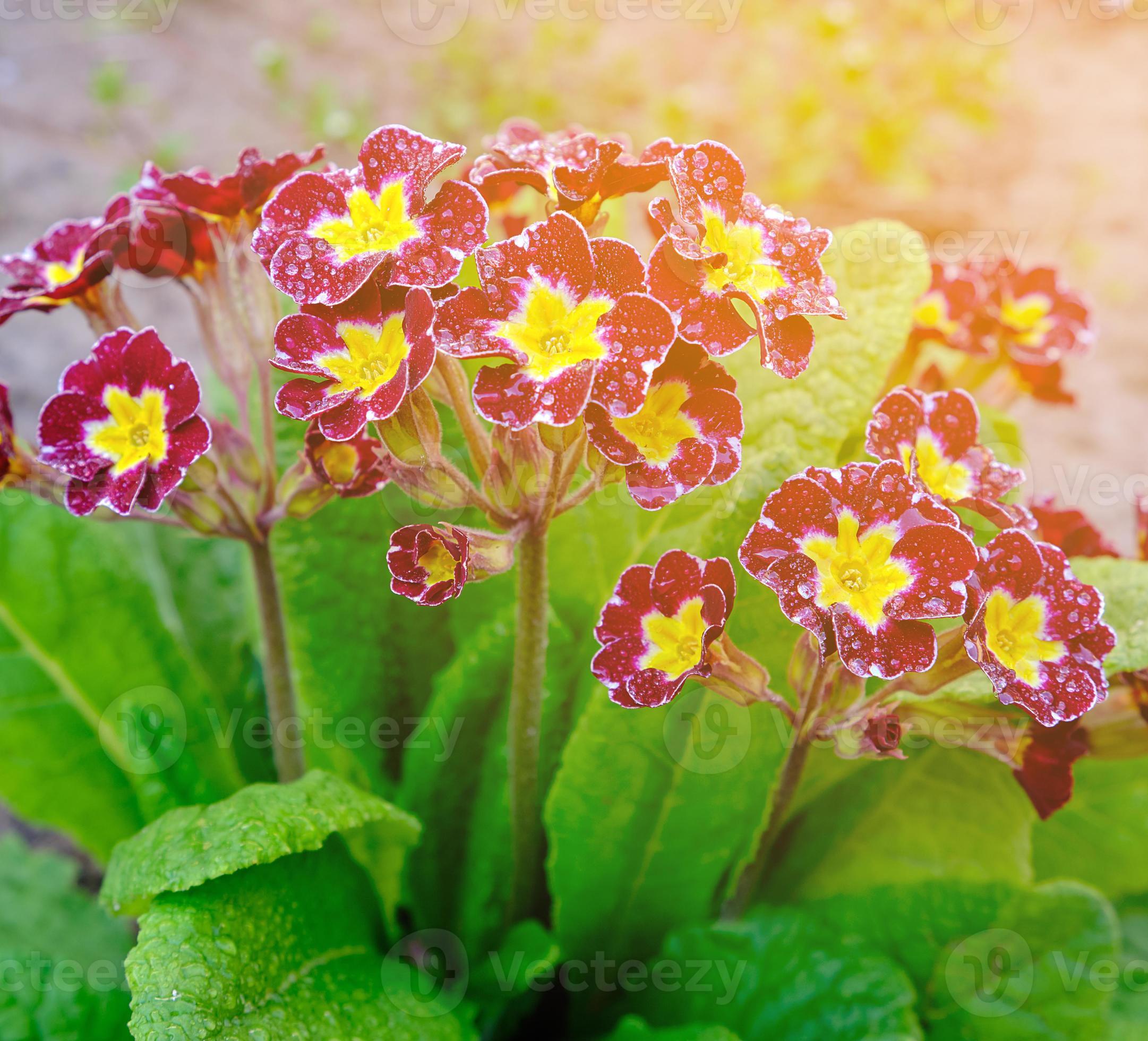 Stock day summer 19165223 Photo at Primula acaulis, Vecteezy