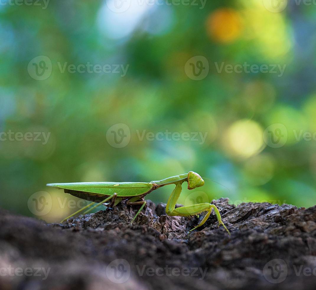 green mantis on a tree trunk photo