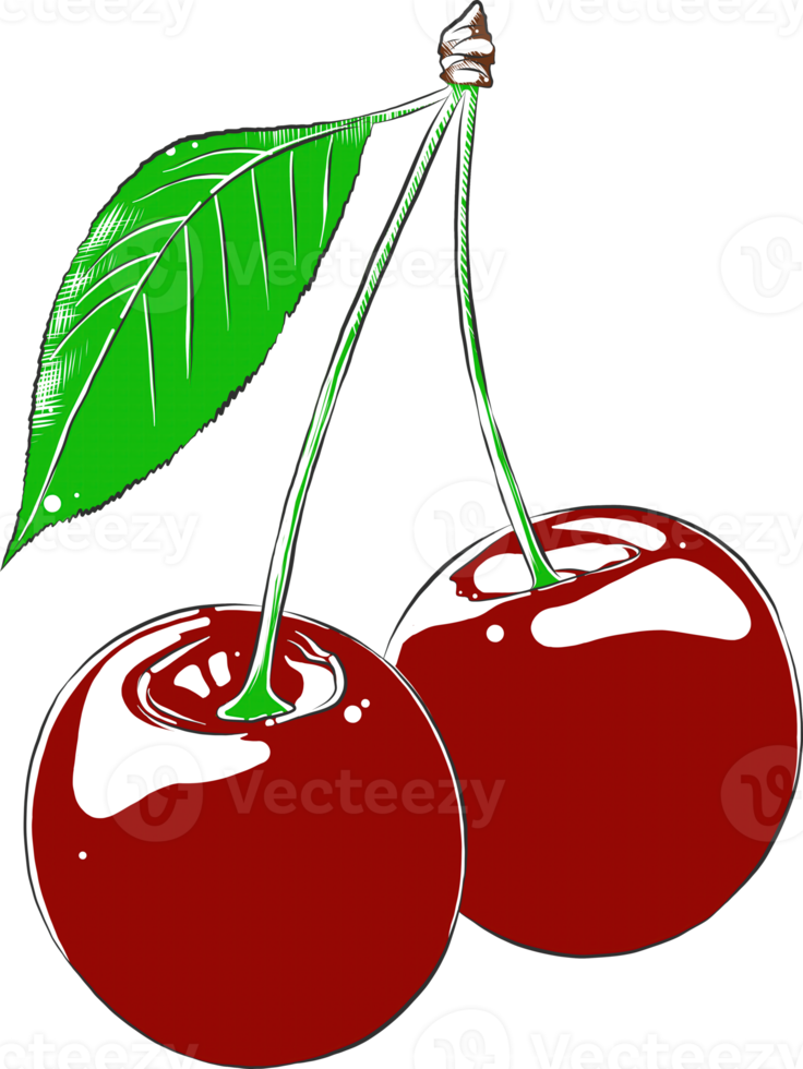 PNG biologisch gegraveerde stijl illustratie voor affiches, decoratie, label, verpakking en afdrukken. hand- getrokken schetsen van kers in kleurrijk. gedetailleerd vegetarisch voedsel tekening.