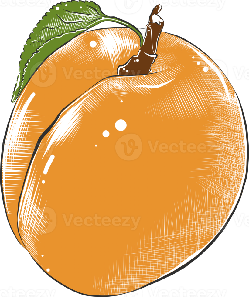 png gravierte Illustration für Poster, Dekoration und Druck. hand gezeichnete skizze von aprikosenfrüchten in bunt. detaillierte vegetarische Essenszeichnung.