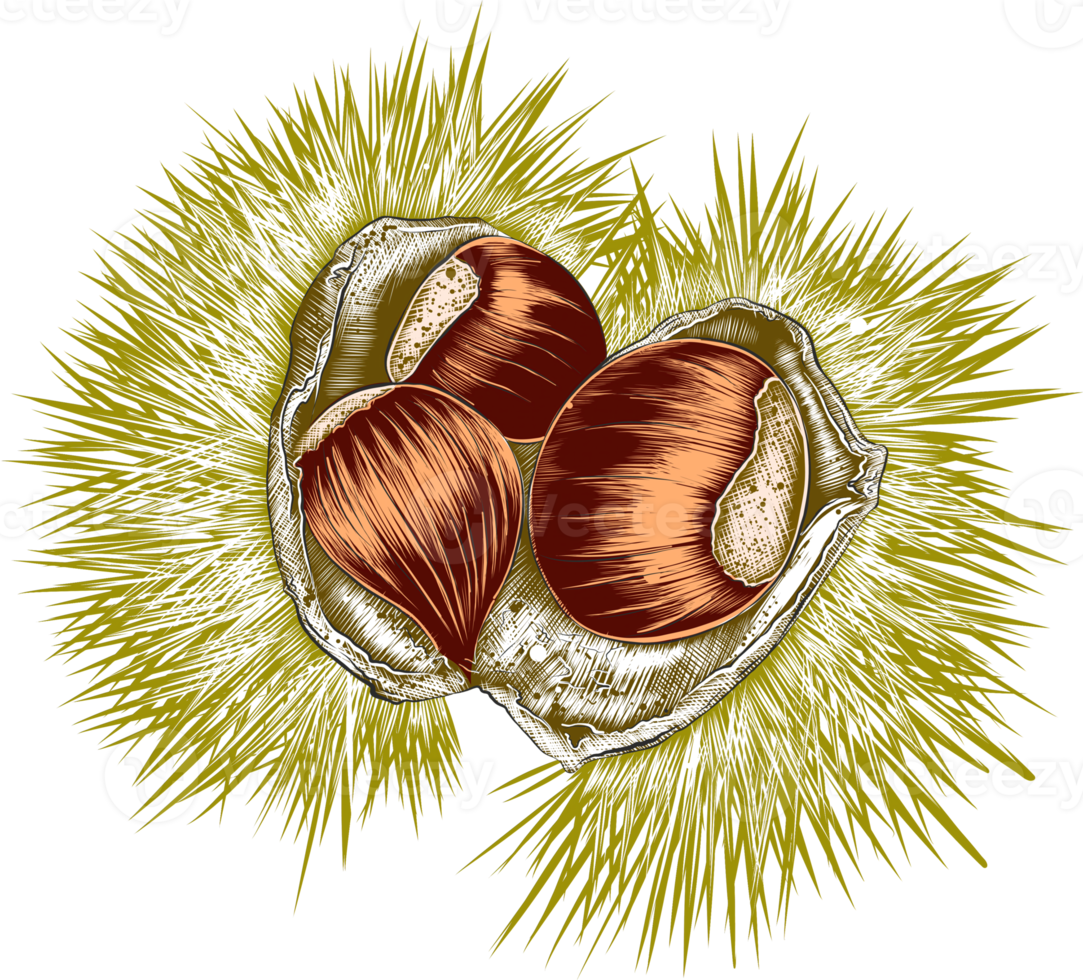 png ilustración de estilo grabado para carteles, decoración, etiquetas, embalaje e impresión. boceto dibujado a mano de castaño en colores. dibujo detallado de comida vegetariana.