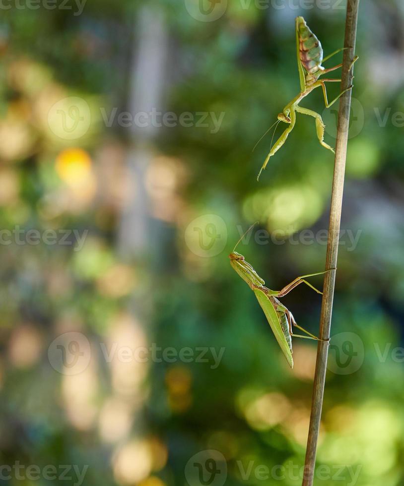 gran mantis religiosa verde arrastrándose a lo largo de la rama foto