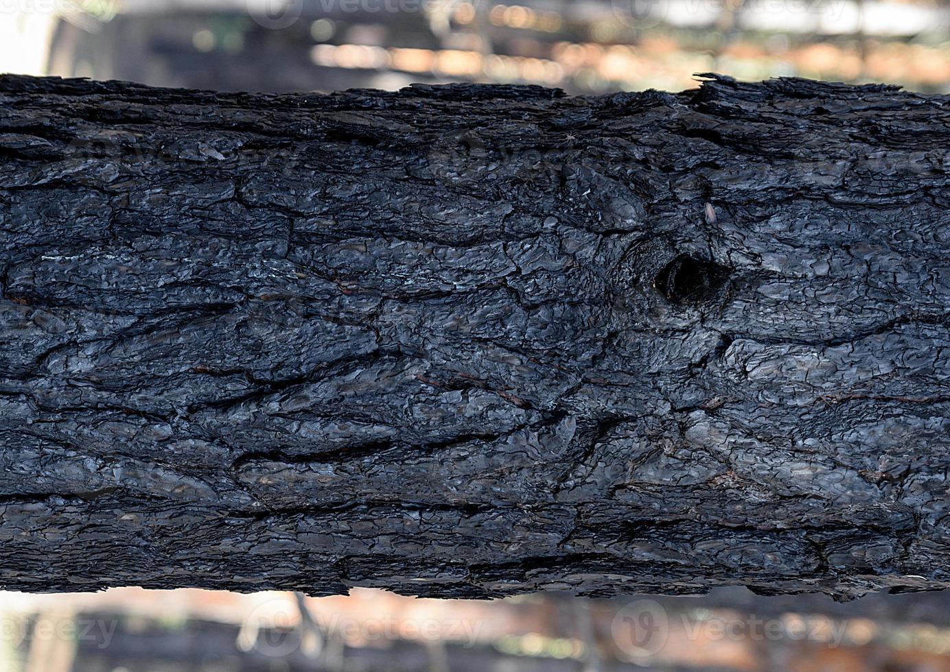 fragment of burnt pine trunk photo