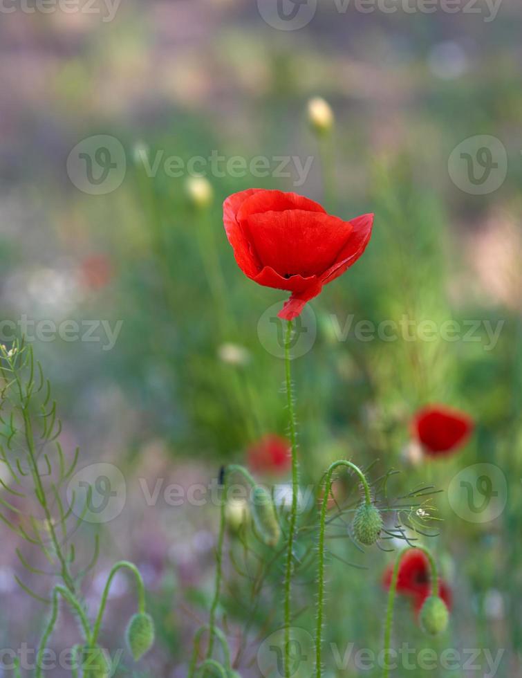 blooming red poppy in a field on a spring afternoon photo