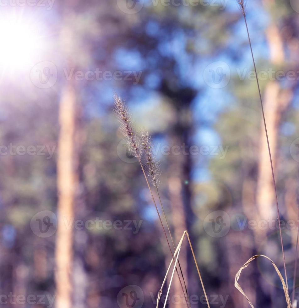 steppe grass with an ear on the edge of the forest photo