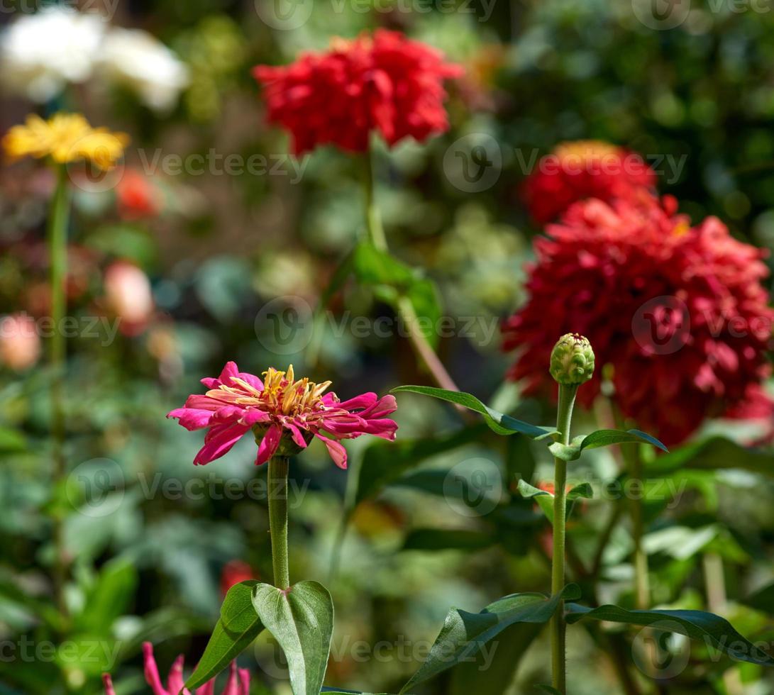 blooming multicolored flowers zinnia photo