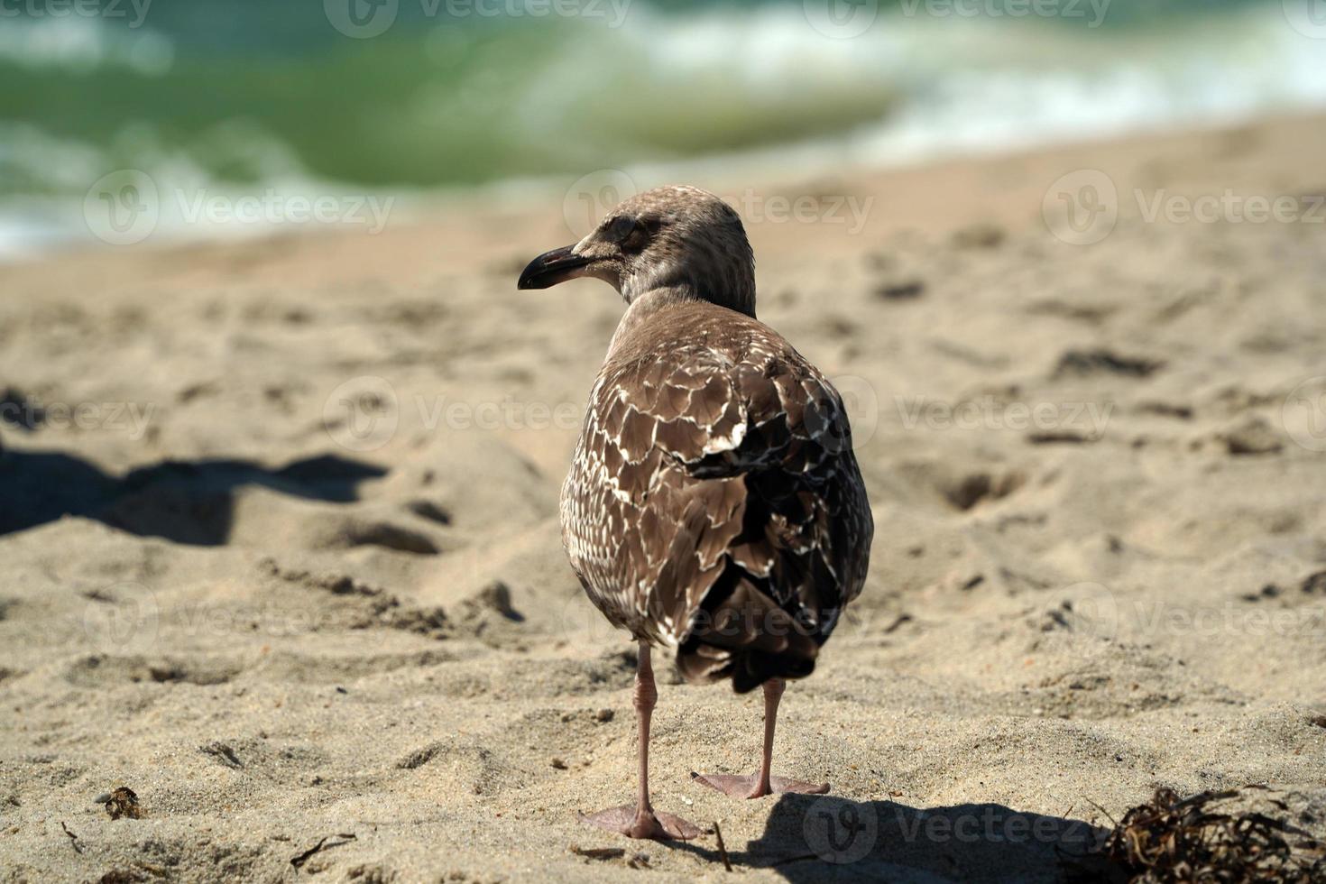 seagull on nantucket sandy beach atlantic ocean photo