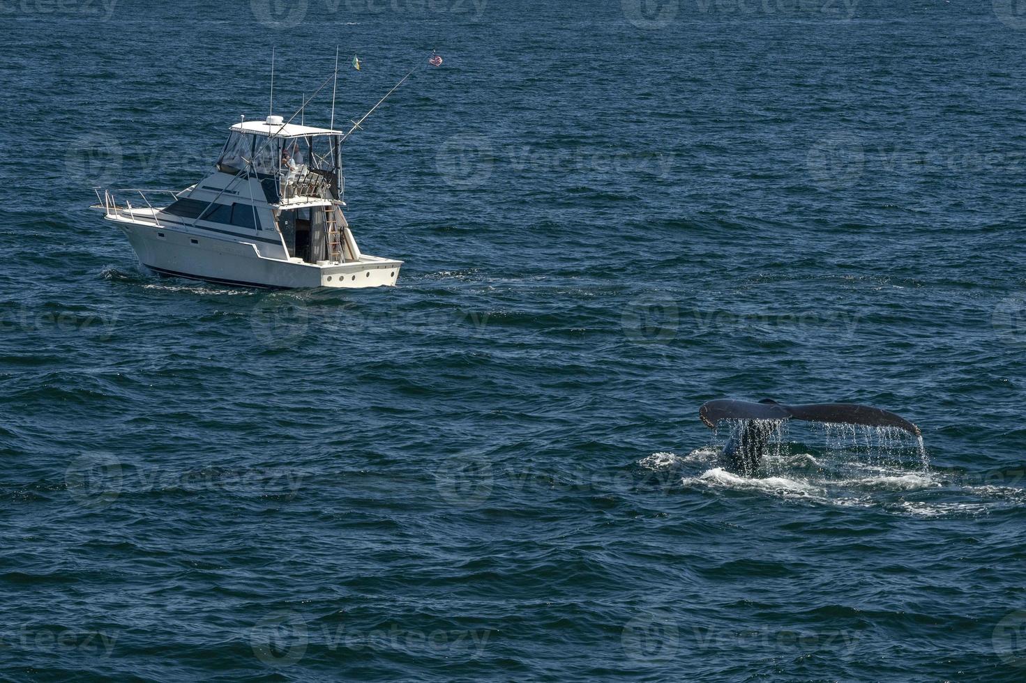 humpback whale in cape cod whale watching while fluking near a fishing boat photo