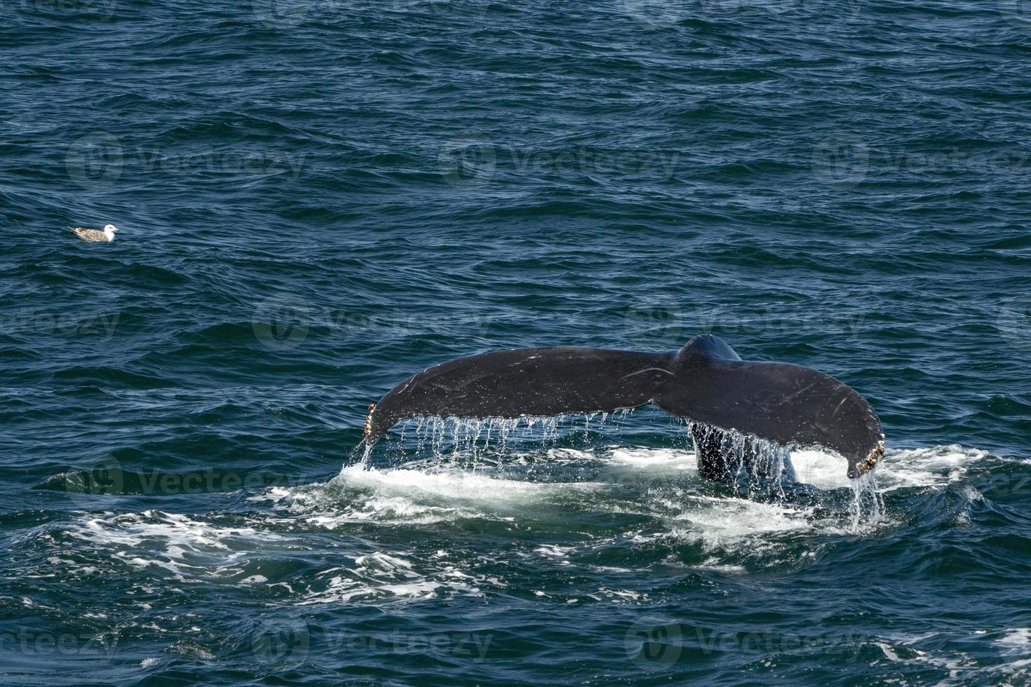 humpback whale in cape cod whale watching while blowing photo