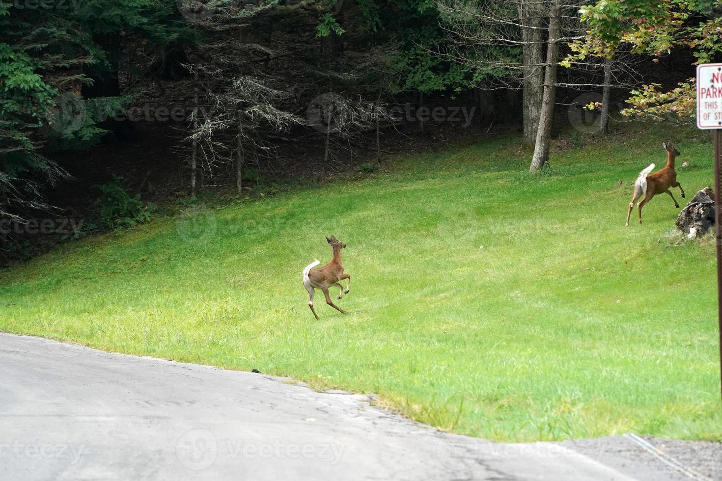 white tail deers running and crossing the road near the houses in new york state county countryside photo
