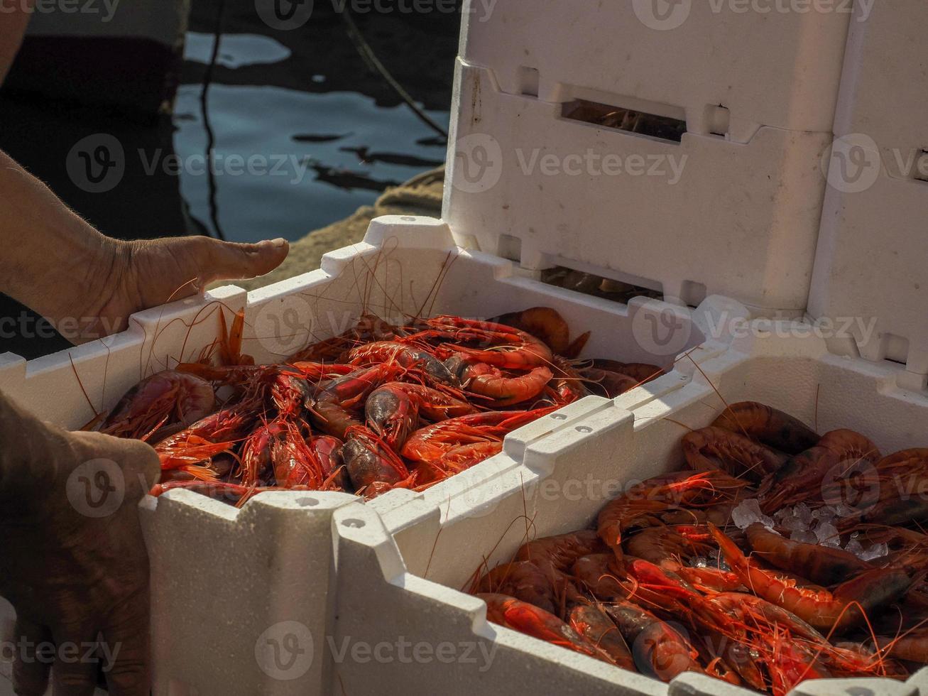 camarones frescos en caja de poliestireno en barco de pesca foto