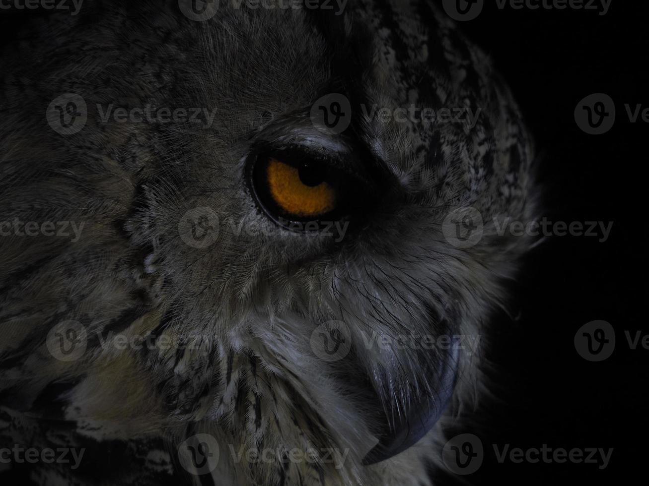 owl portait isolated on black photo
