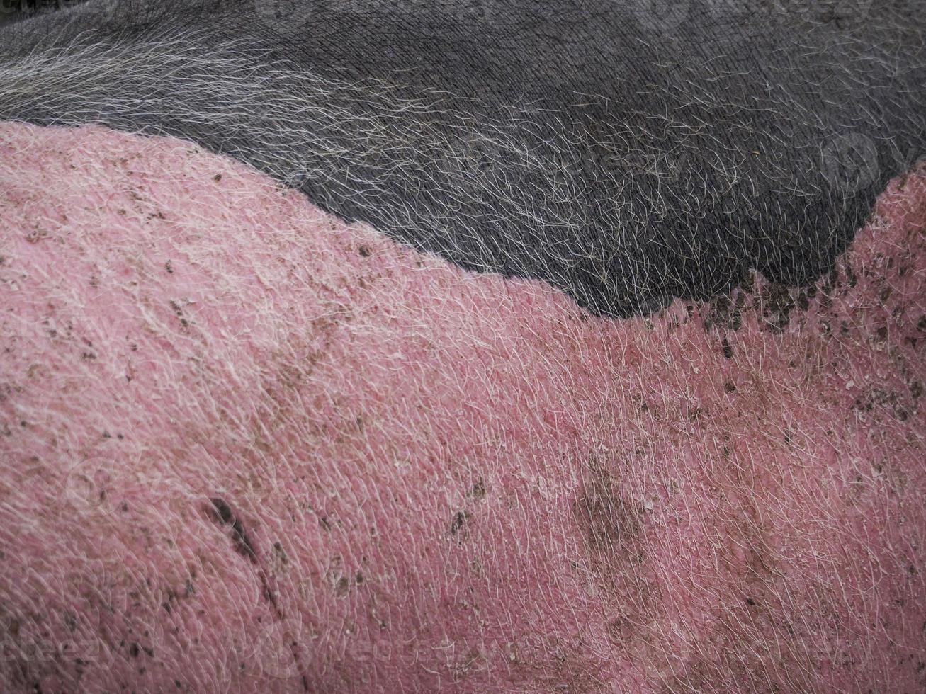 pink and black pig close up photo