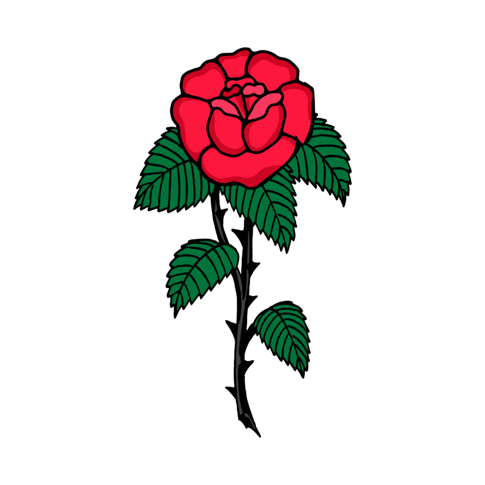 Red rose flower illustration isolated on Png transparent background