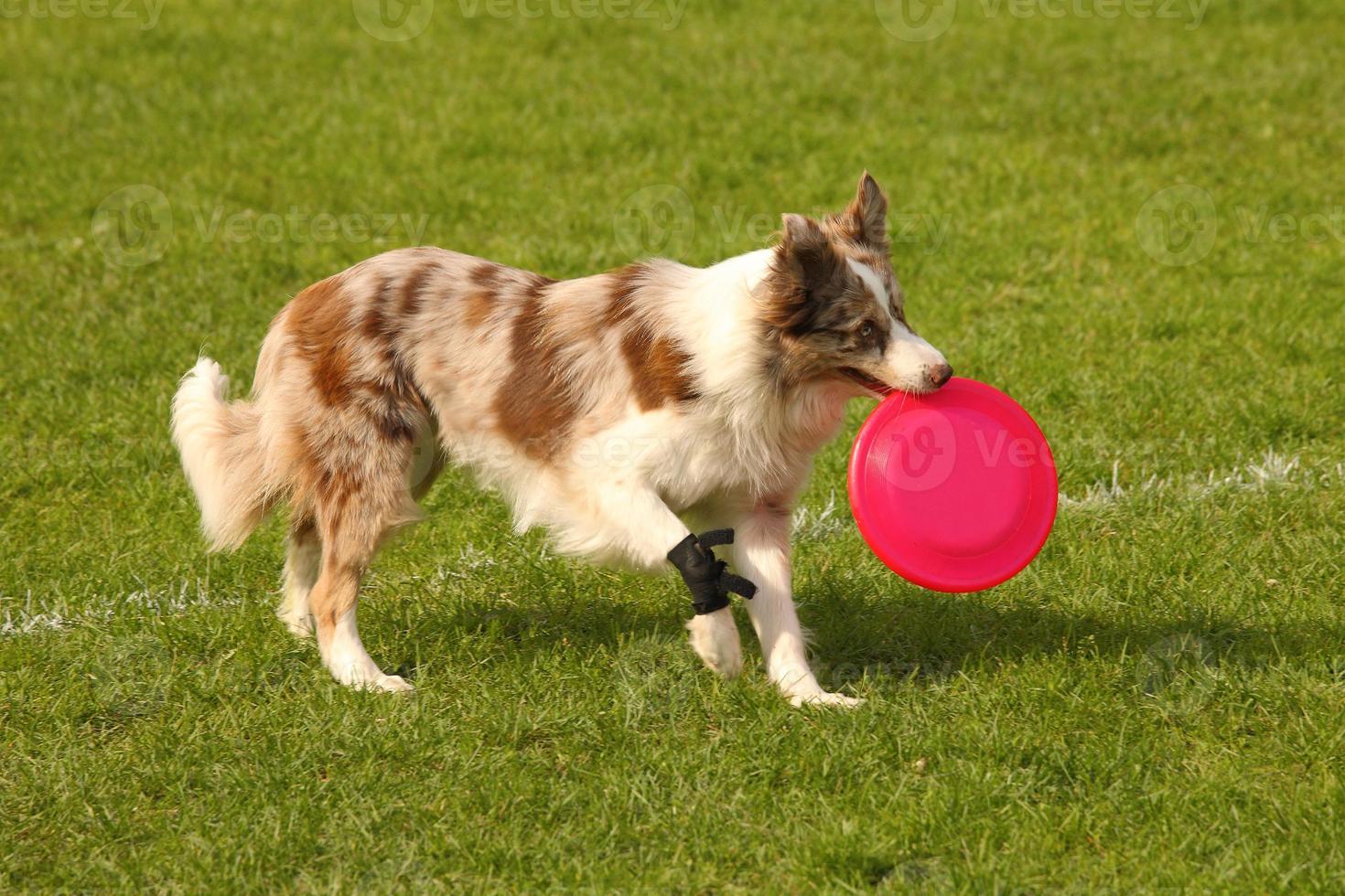 Happy dog playing photo