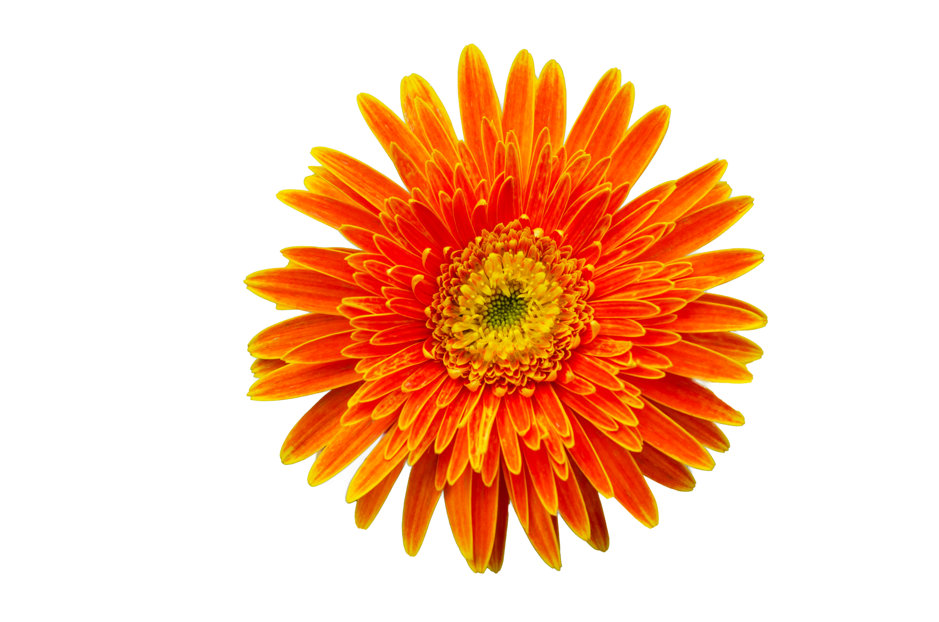 flor de naranja vista superior aislar en archivo png de fondo