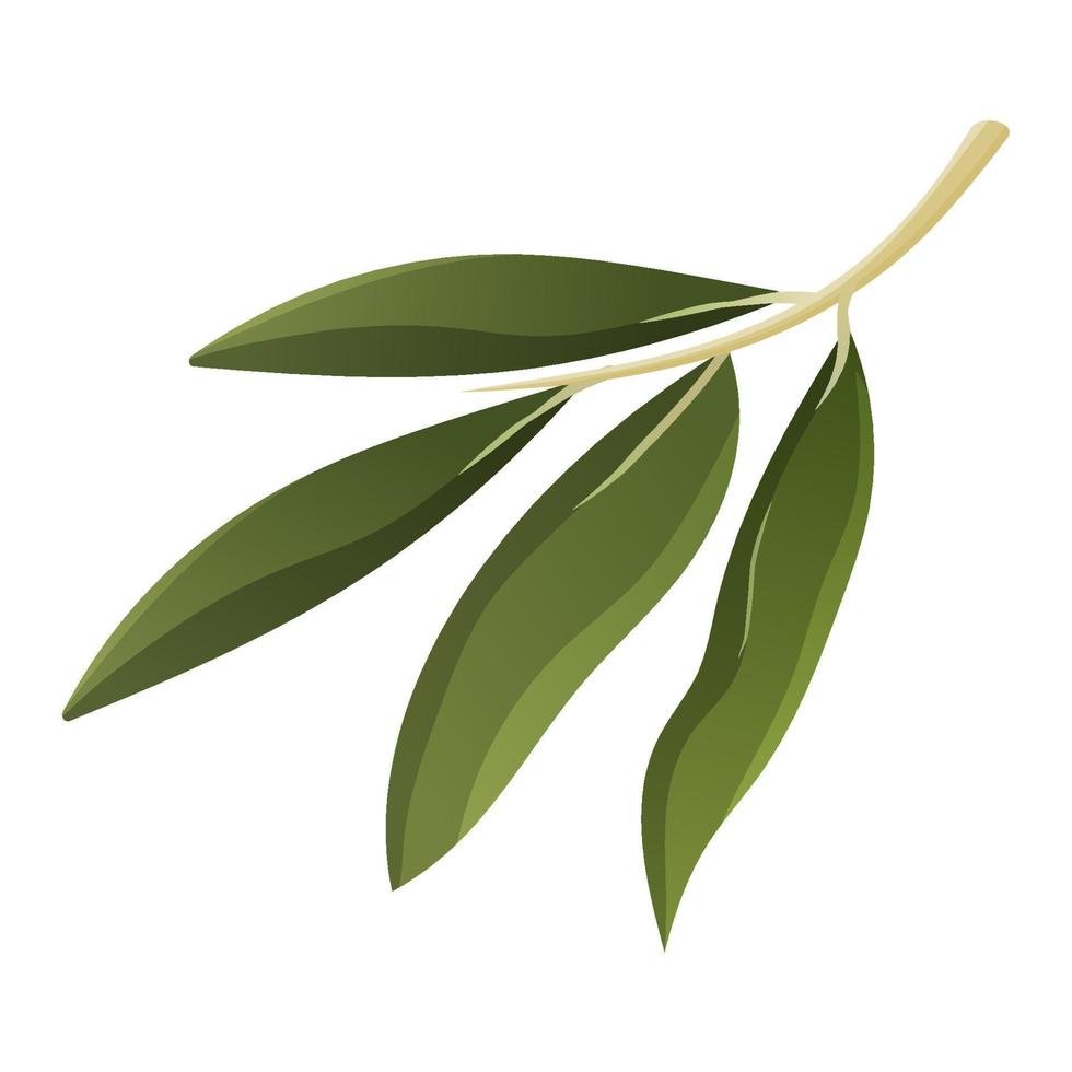 Branch with leaves. Olive tree. Vector isolated illustration