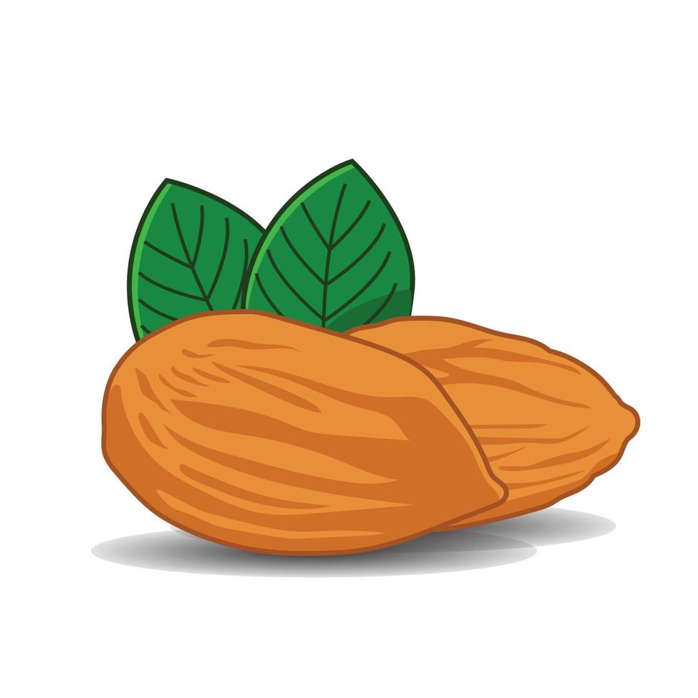 almond nut healthy food vector design
