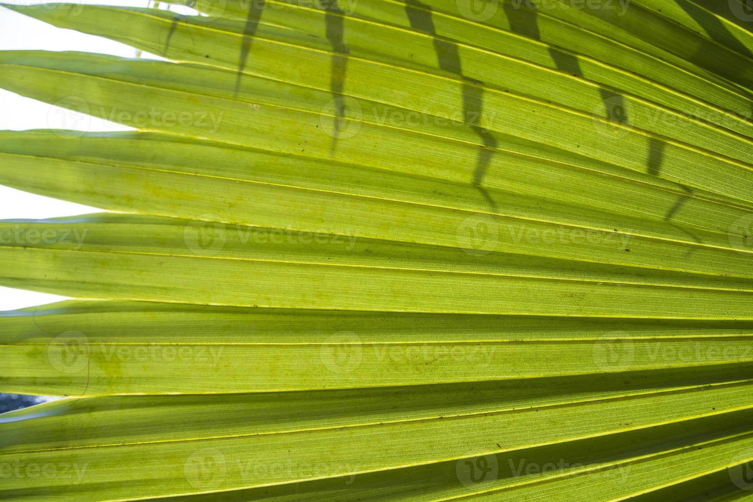 Tropical Natural green palm leaves pattern texture abstract background photo