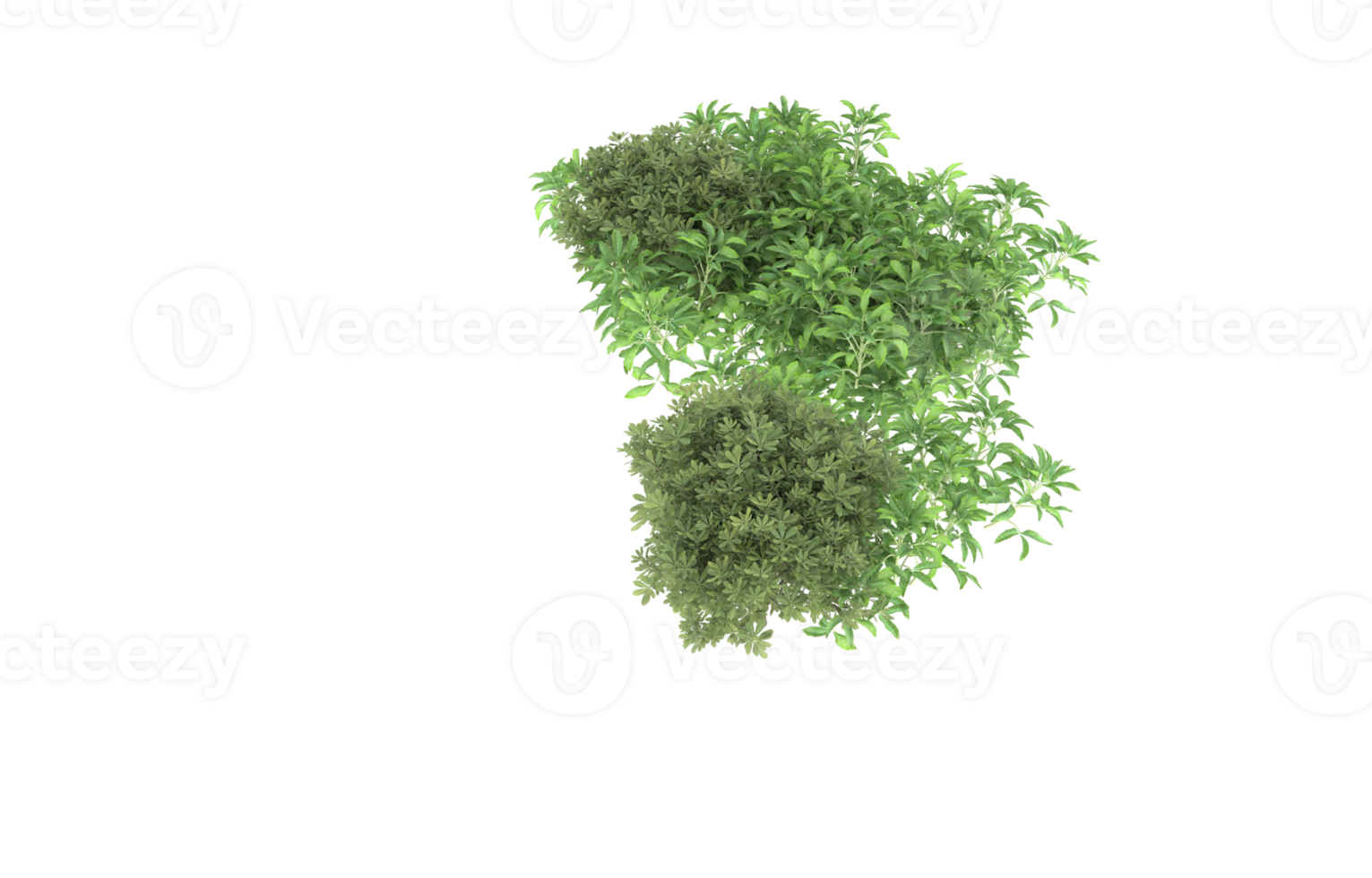 Realistic foliage isolated on transparent background. 3d rendering - illustration png