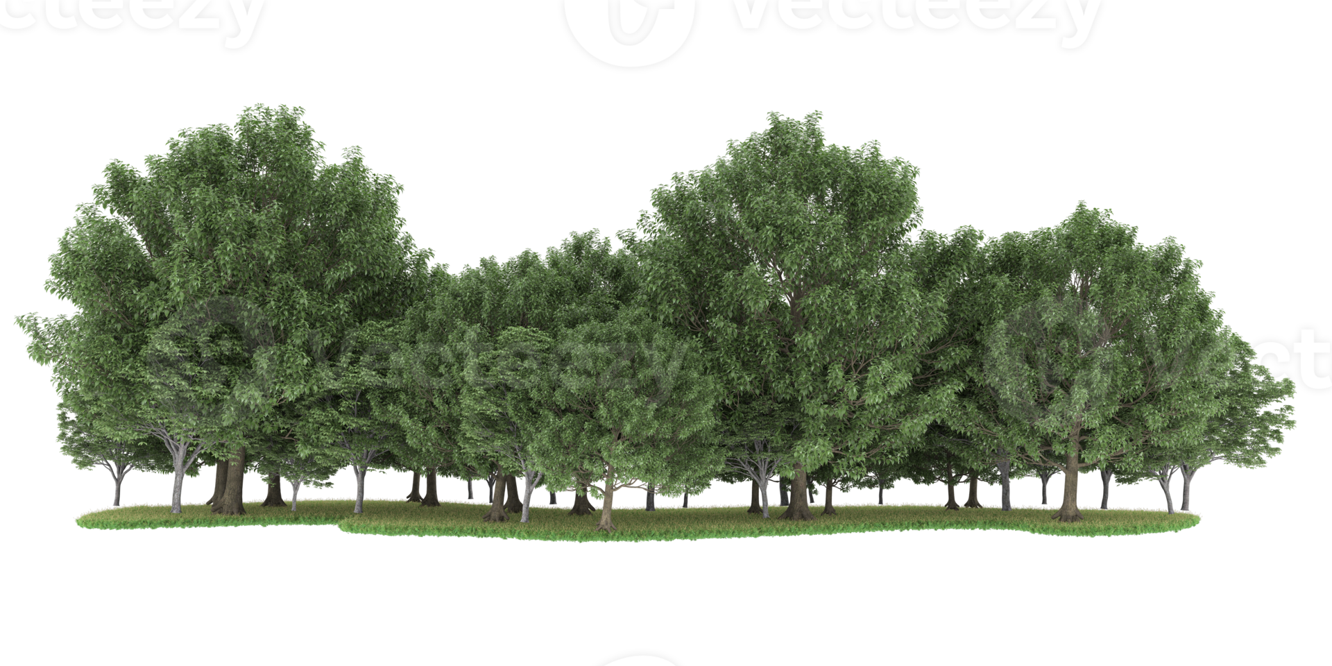 Realistic forest isolated on transparent background. 3d rendering - illustration png