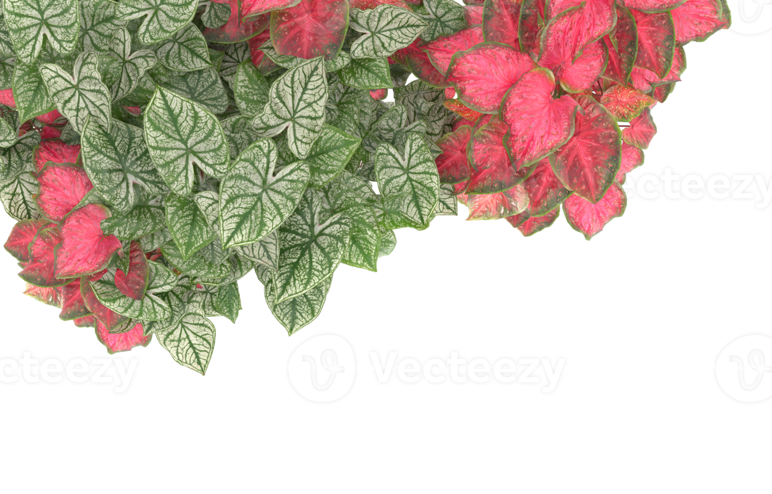 Realistic foliage isolated on transparent background. 3d rendering - illustration png