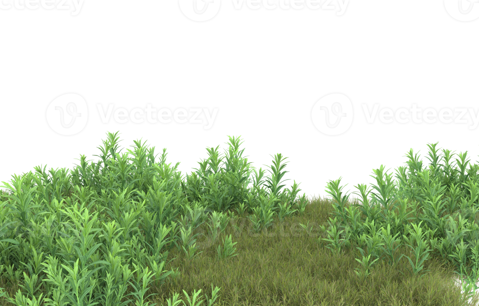 Realistic foliage isolated on transparent background. 3d rendering - illustration png