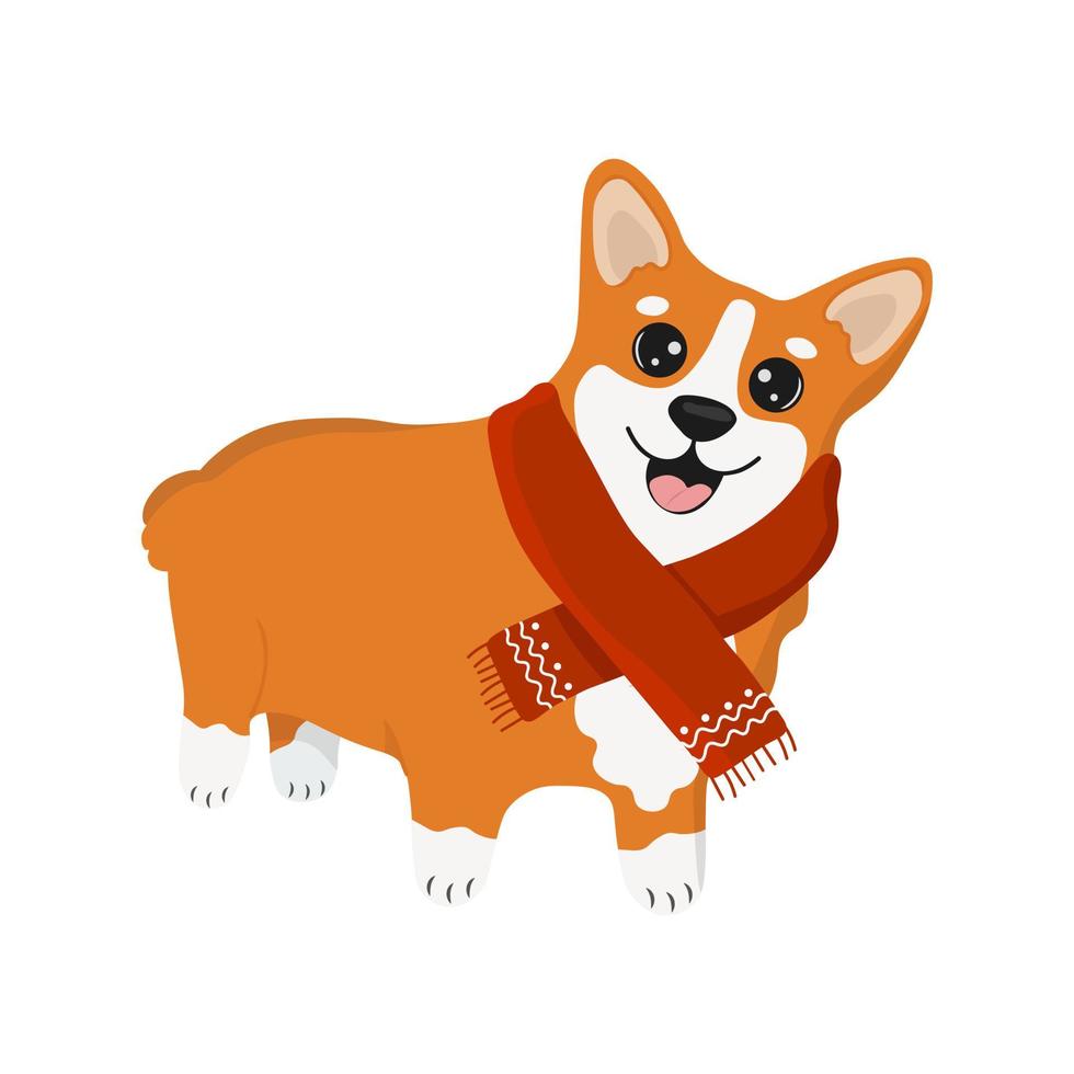 corgi en una bufanda roja. ilustración de dibujos animados de vector de perro corgi. Lindo cachorro corgi galés amigable, aislado sobre fondo blanco.