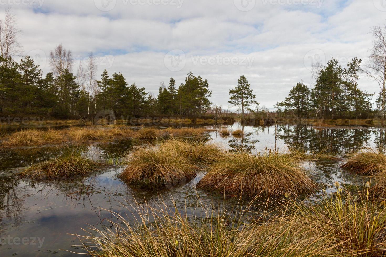 Early Spring in The Swamp photo