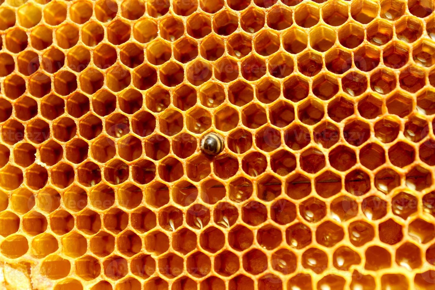 vista de cerca de la abeja recién nacida dentro de la colmena en el marco con miel, abeja joven en busca de comida, vista posterior, metamorfosis de la abeja de los cárpatos ucranianos foto