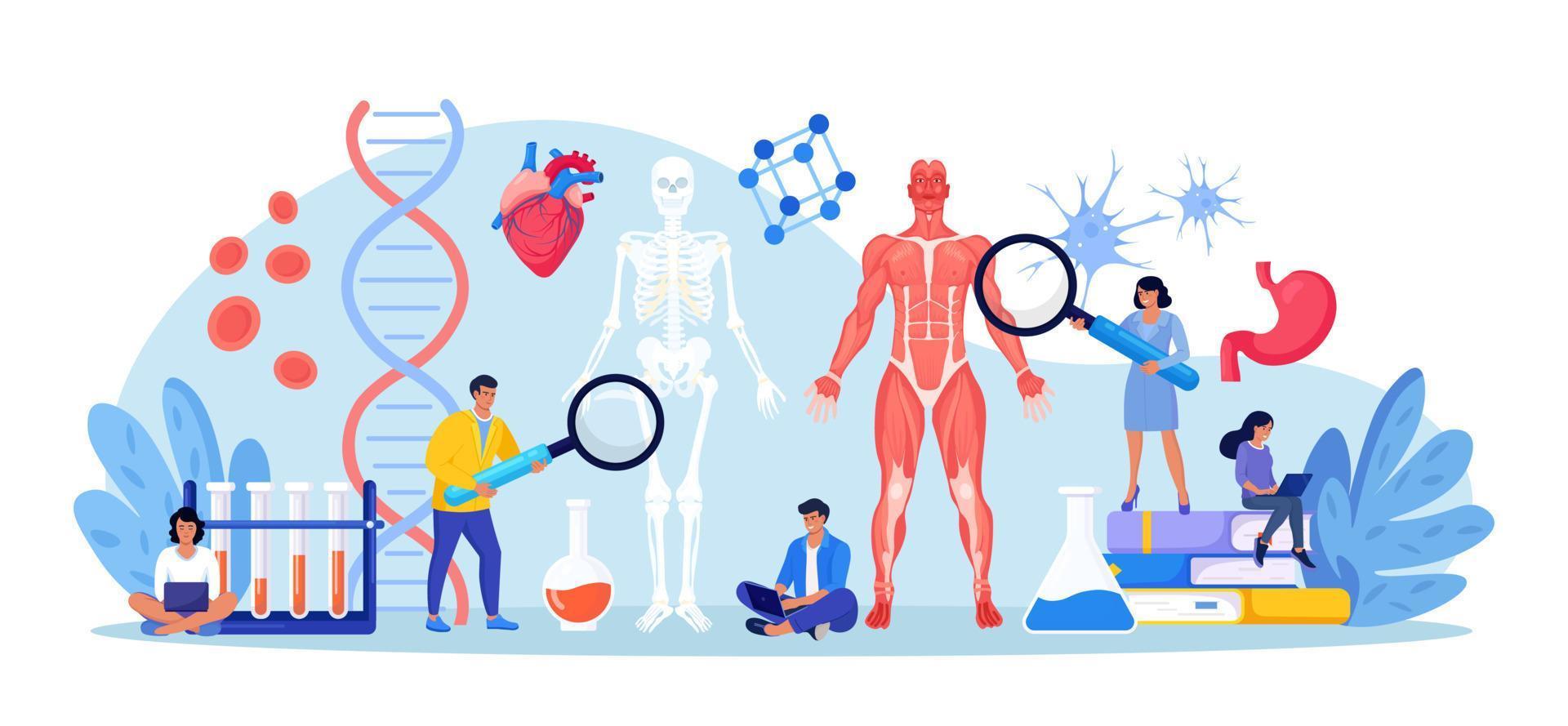 People studying anatomy of male muscular system and skeleton. Anatomical structure of human body. Medicine, physiology. Biology lesson at college. Students researching bone, muscle, blood systems vector