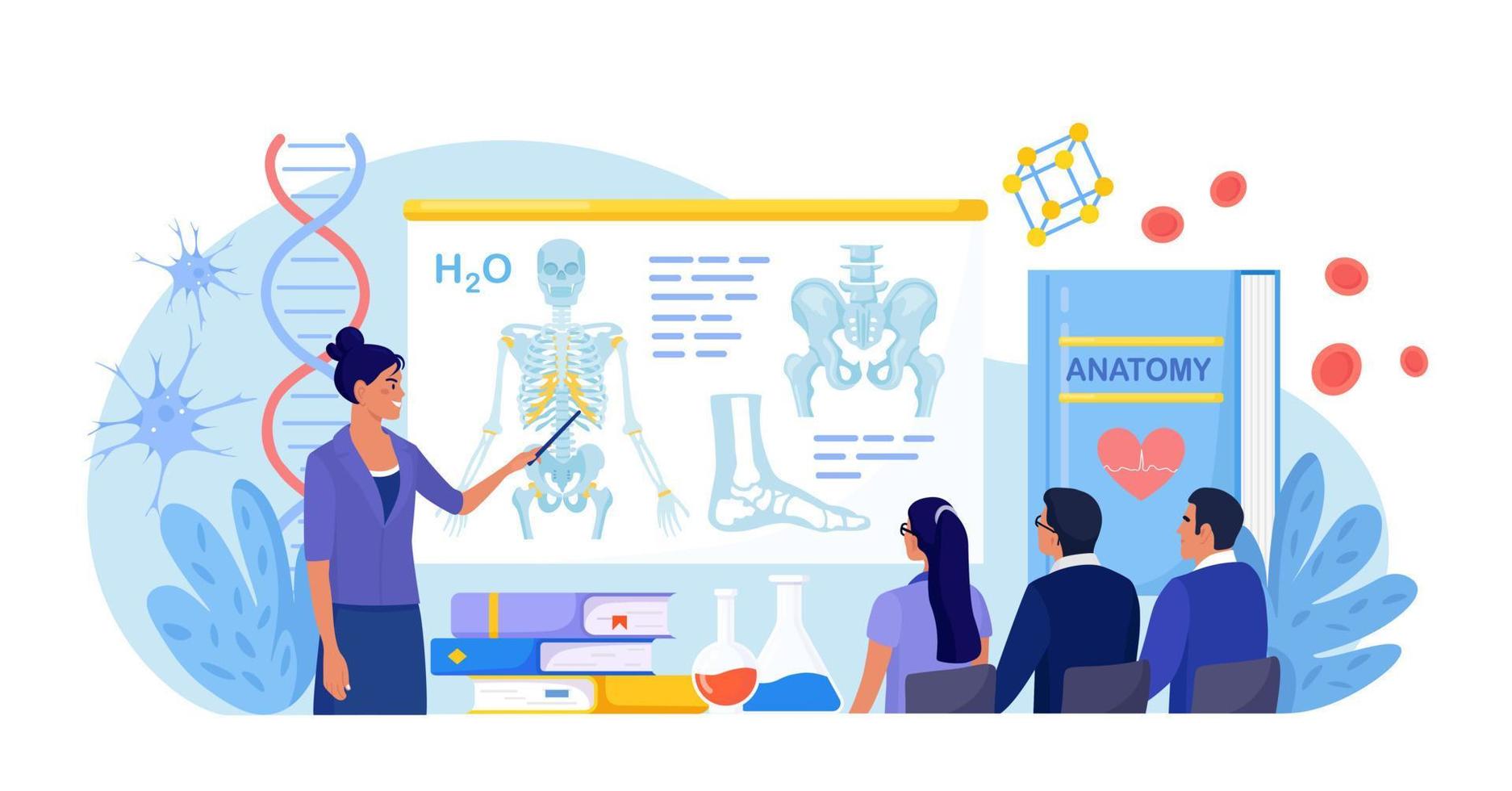 Anatomy school subject. Students studying internal human organ. Teacher pointing at chalkboard, teaching kids. People at desks learn human body nervous, bone, muscle, blood systems. Biology classes vector
