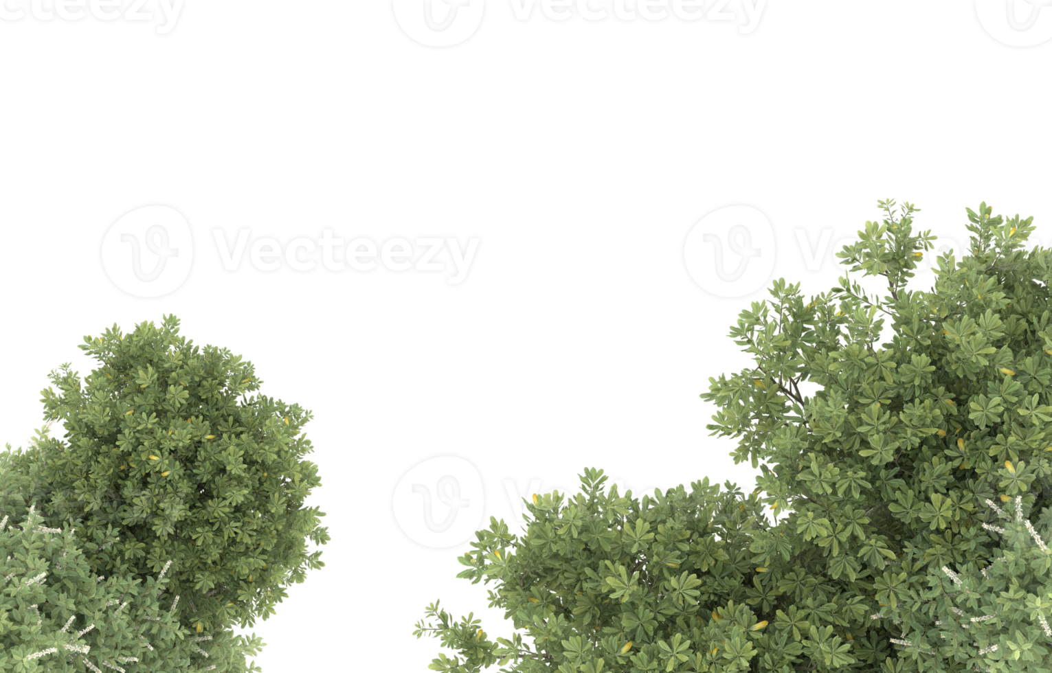 Realistic foliage isolated on transparent background. 3d rendering - illustration png