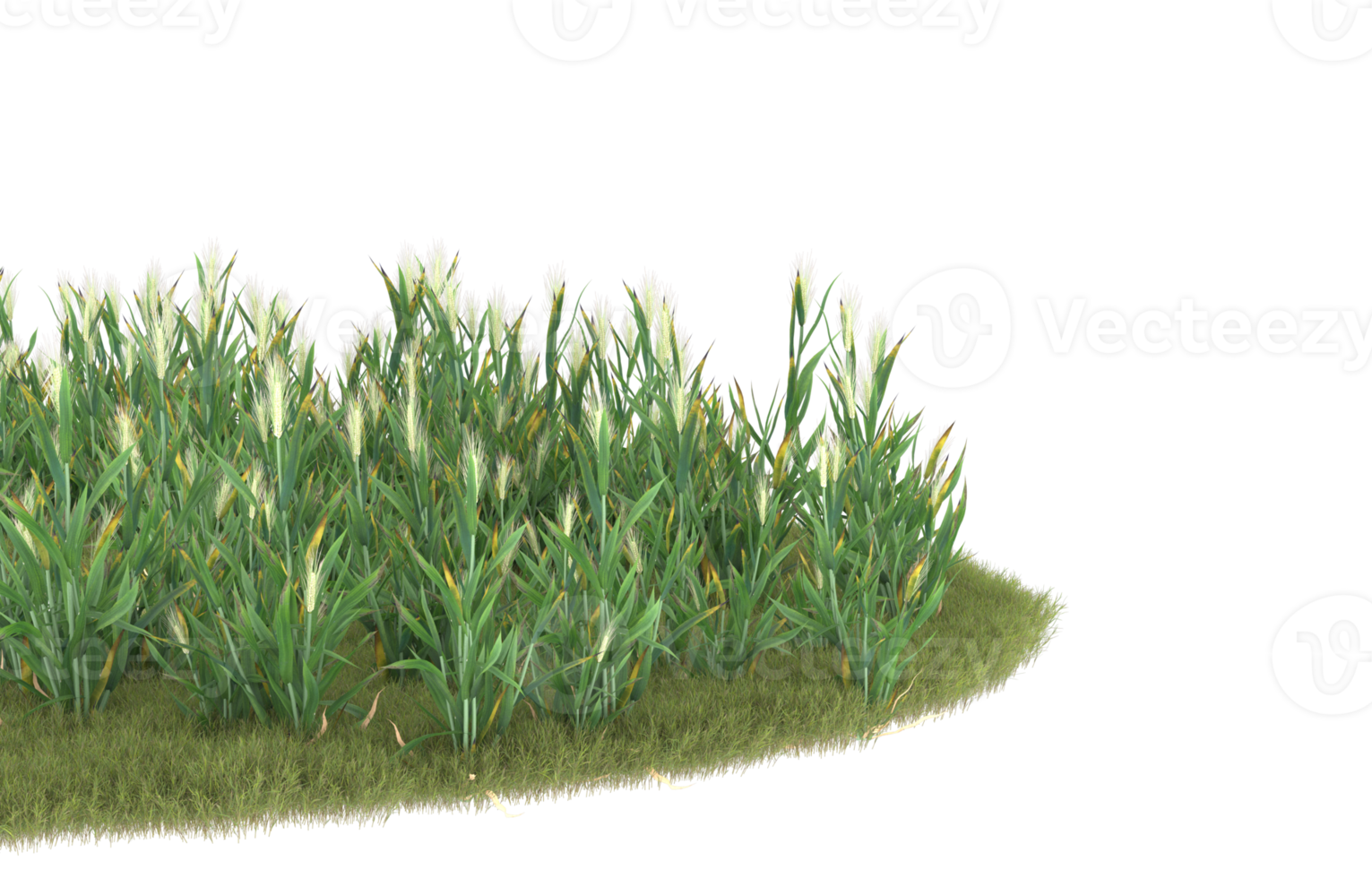 realistisk lövverk isolerat på transparent bakgrund. 3d tolkning - illustration png