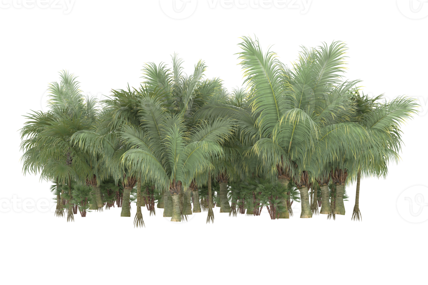 Palm trees isolated on transparent background. 3d rendering - illustration png