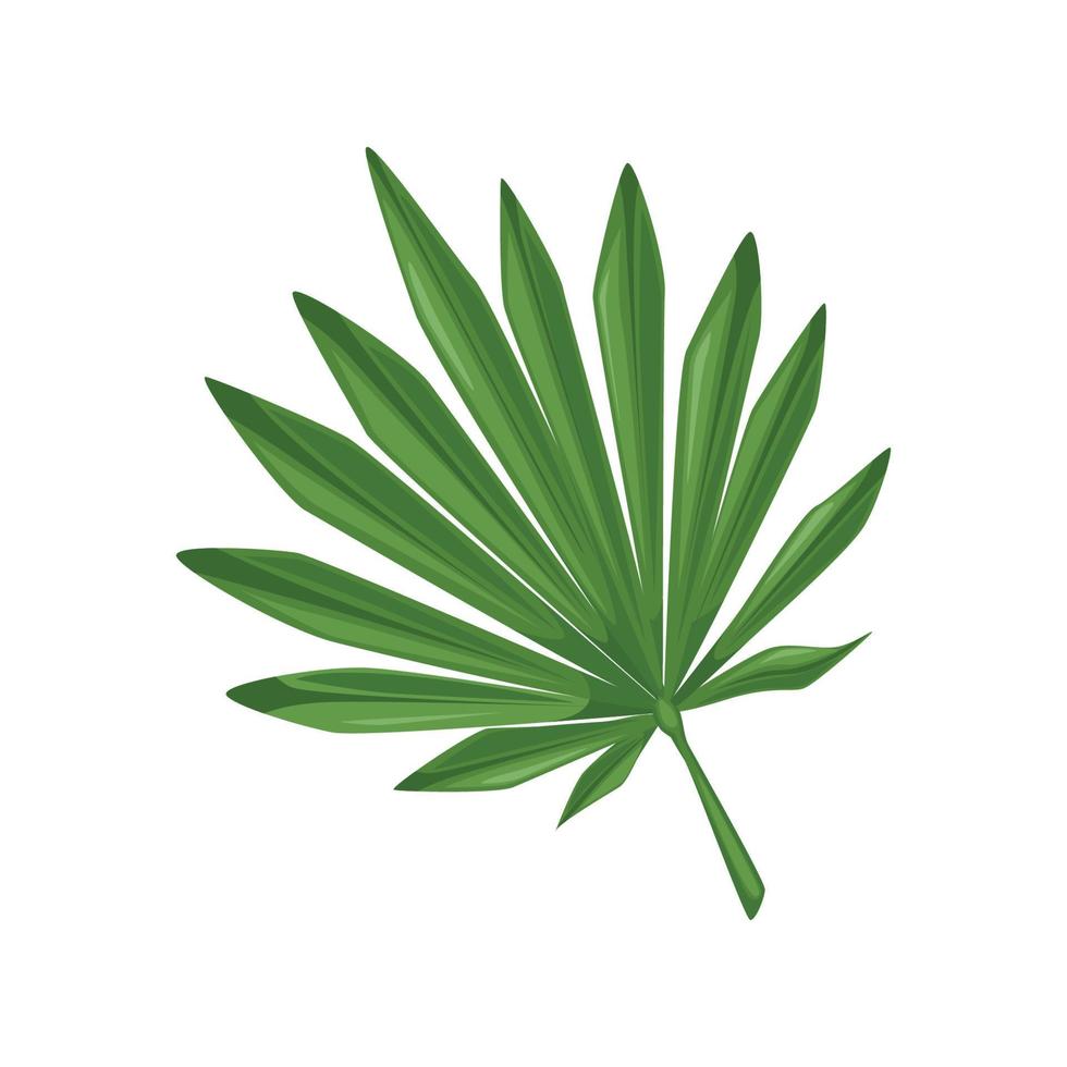 Palm leaf cartoon style.Vector illustration. vector