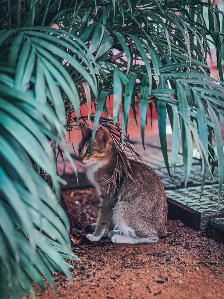 Cat sitting under a bush photo